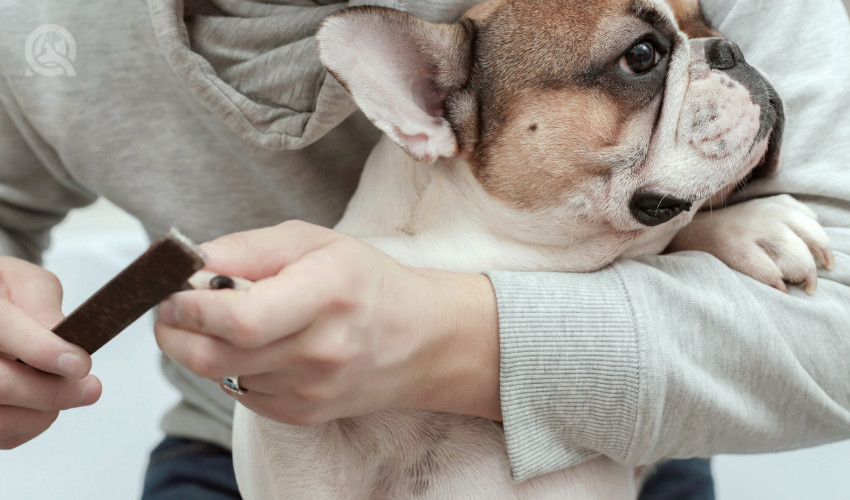 dog grooming school student practicing grooming at home