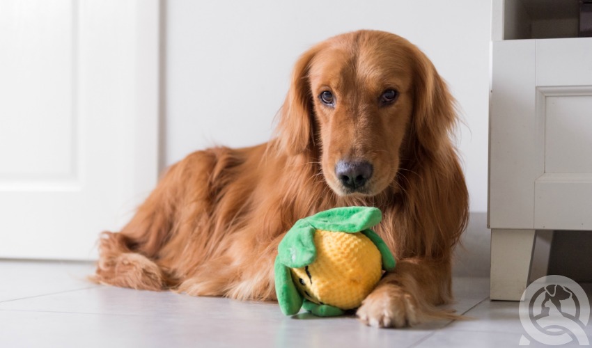 become a dog groomer