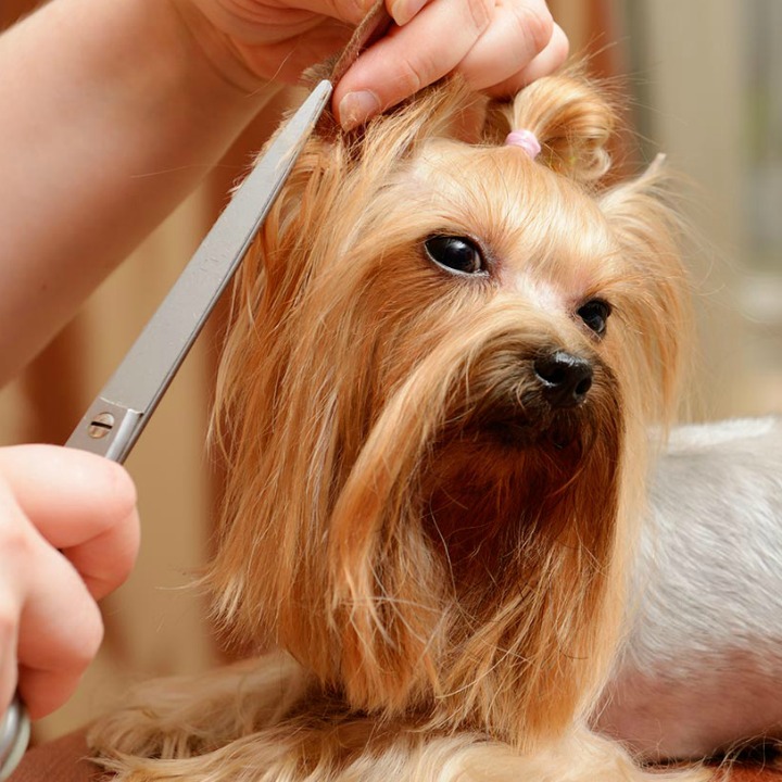 become a dog groomer