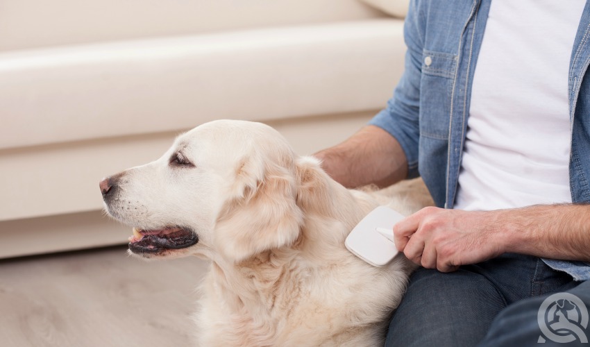 groom your dog