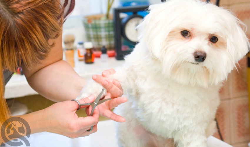 dog grooming course