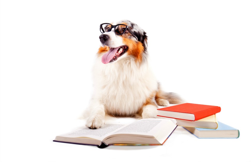 Dog studying breed groups