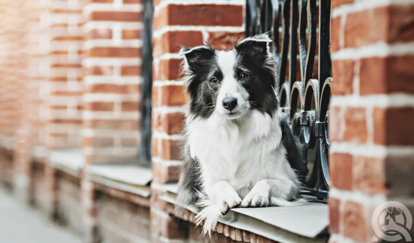 border collie in the metropolitan city