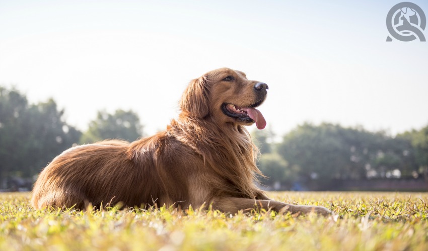 Dog at the park