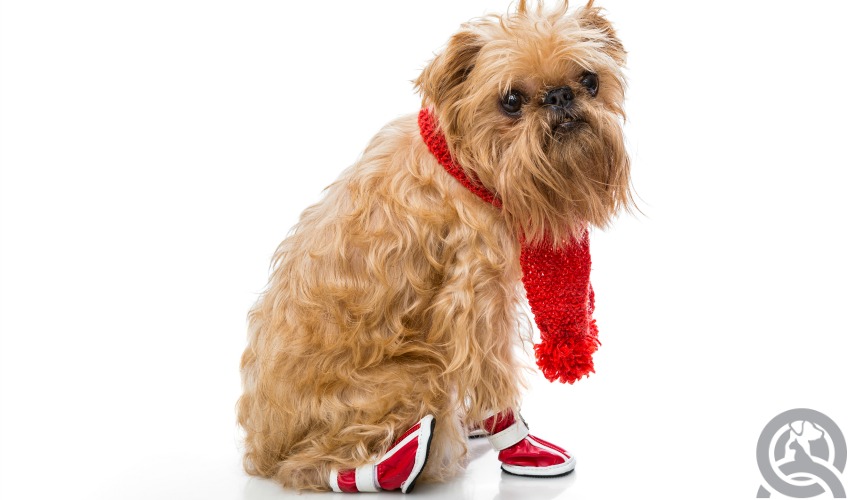 dog in booties for winter weather