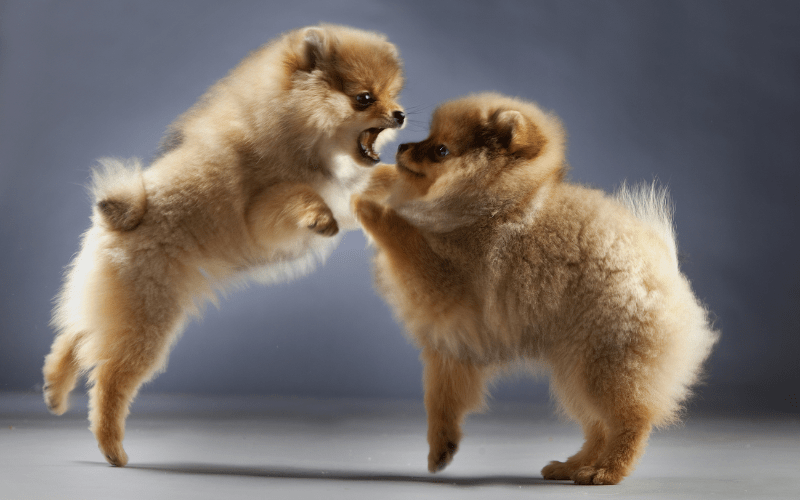 two pomeranians fighting