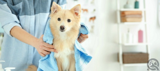 What is the best way to secure new clients as a dog groomer?