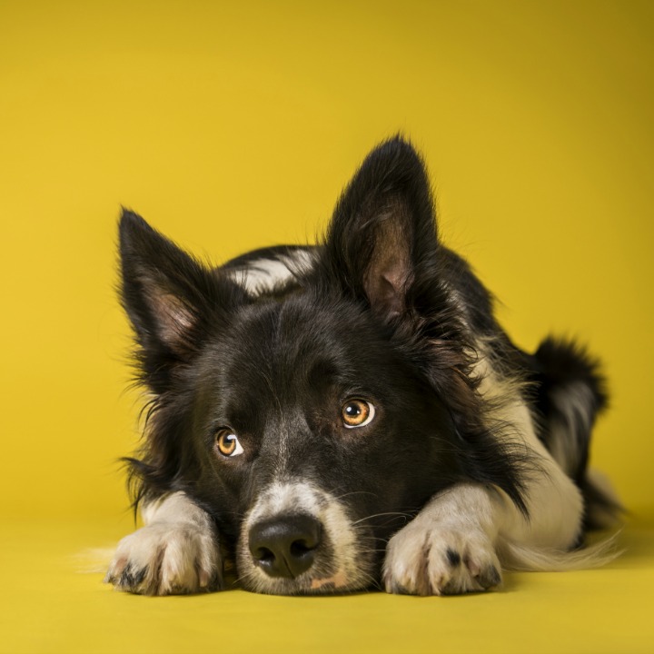 dog grooming course