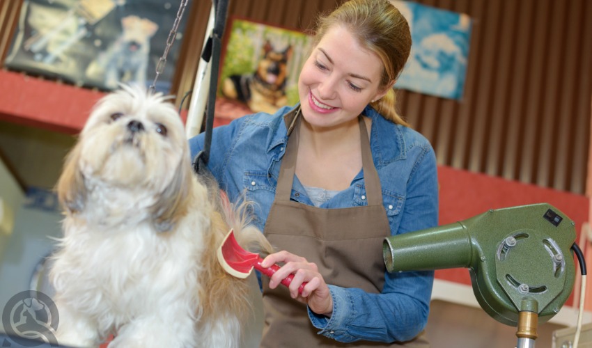 professional dog groomer drying dog