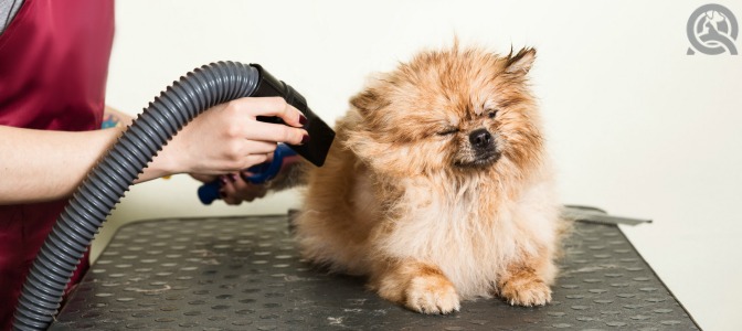 Of the following, which is the most important when grooming a dog?