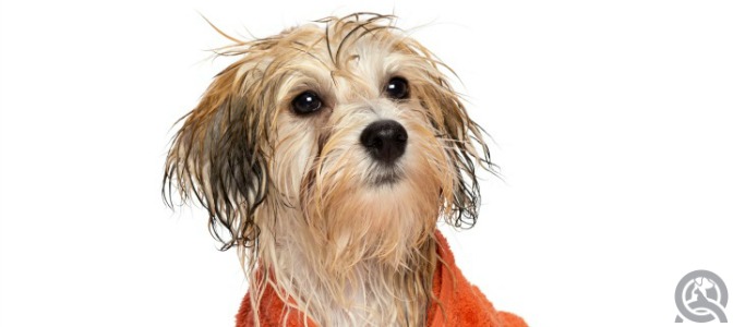 How do you feel about a dog grooming course?