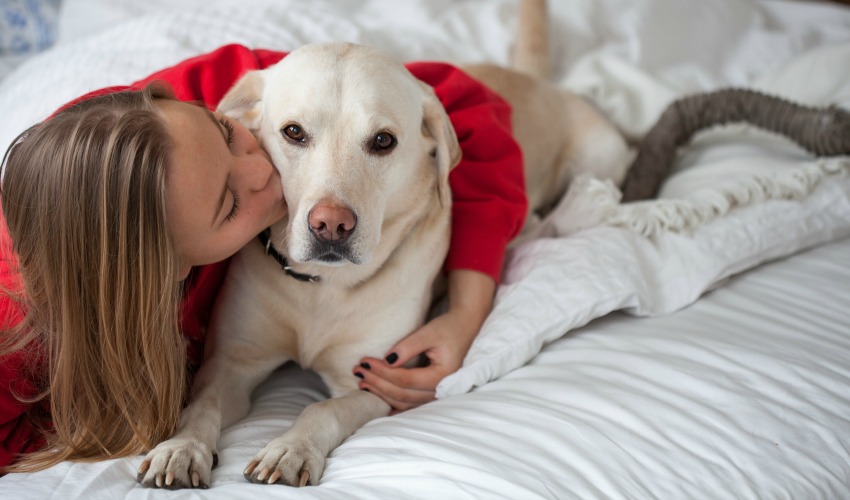 Valentine's Day dog cuddles