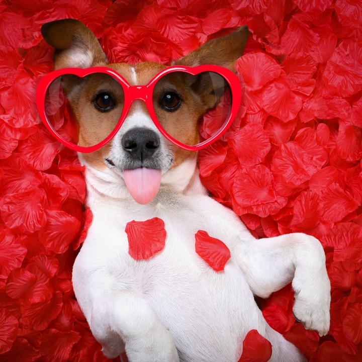 Valentine's Day dog