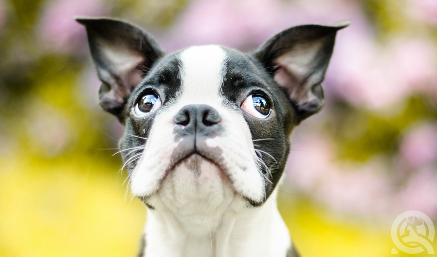 adorable dog looking up outside