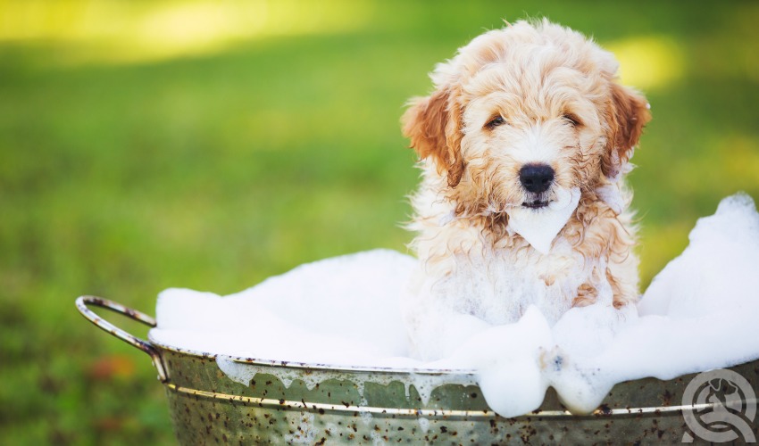 dog receiving a bath outside in the grass