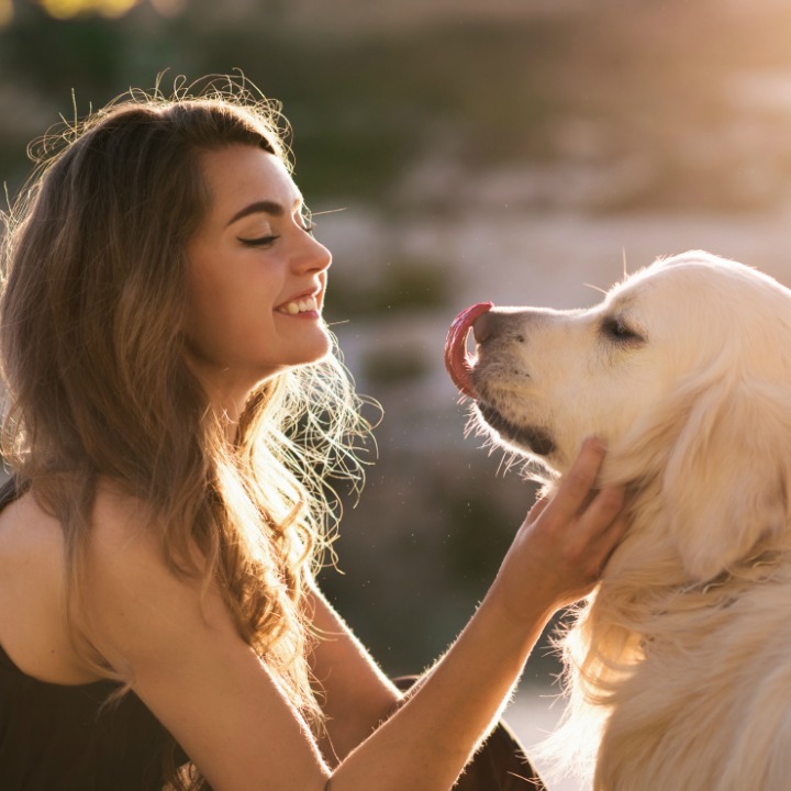 dog groomer petting golden retriver