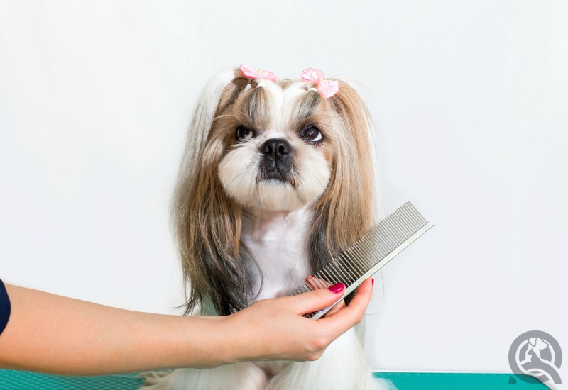 dog having its hair brushed