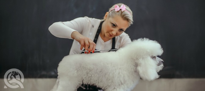 With your current lifestyle, how much time can you commit to practicing your dog grooming techniques?