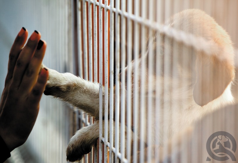 person and dog touching at animal shelter