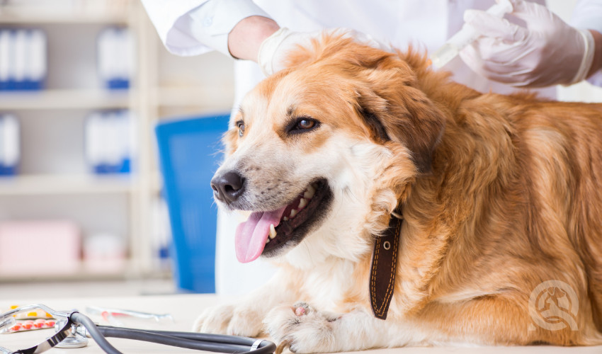 dog being vaccinated