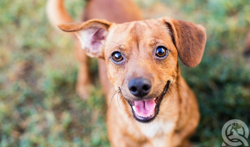 dog smiling upwards