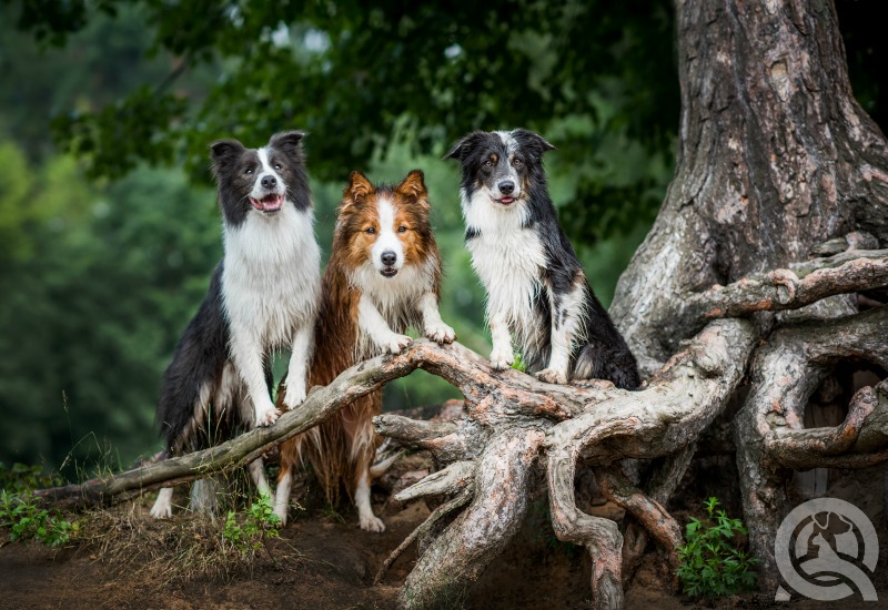 three border collies outside