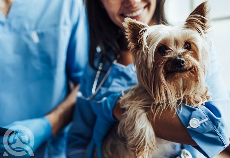 dog with vet