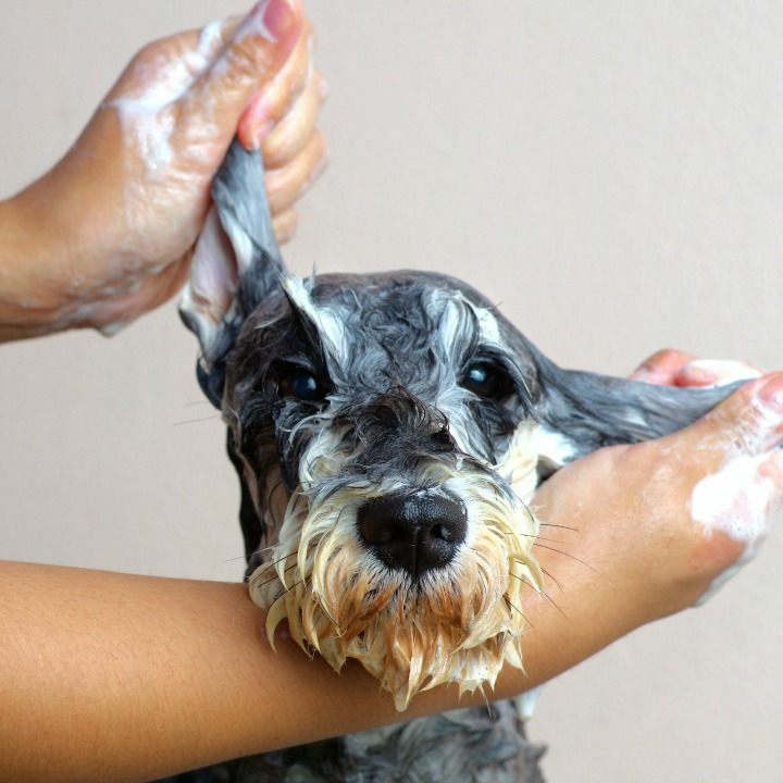 Learn How You'll Be Tested At An Online Dog Grooming School