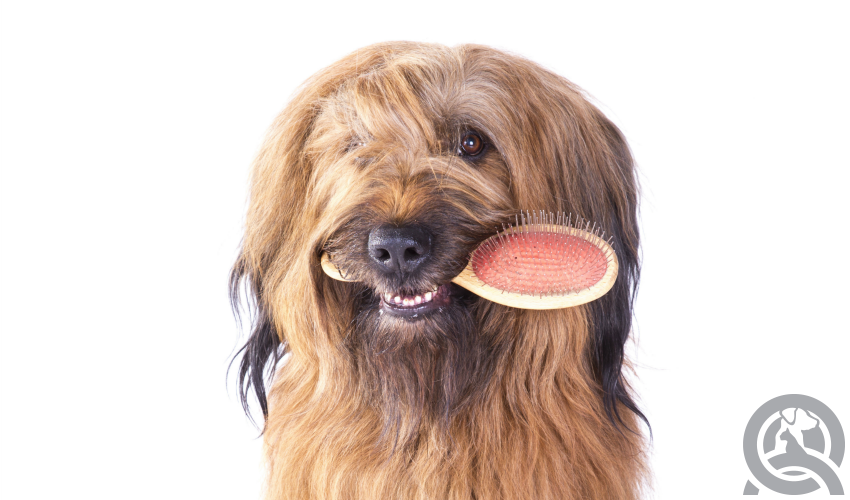 dog with shaggy hair