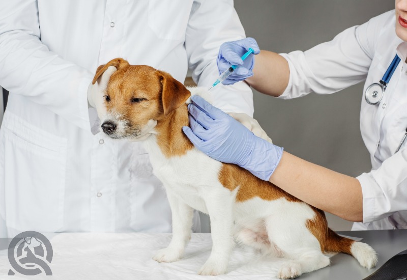 dog getting vaccine