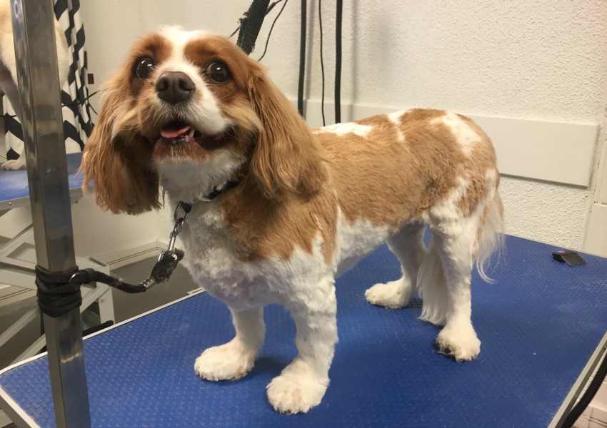 Casey Bechard after grooming