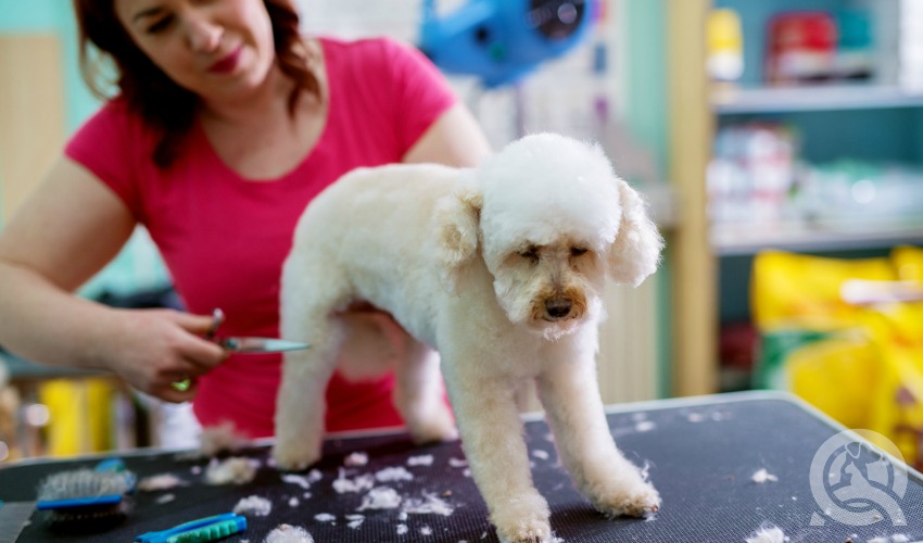 Professional dog groomer salary article in-post image 3