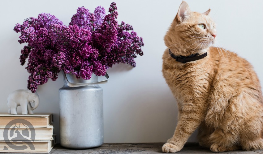 cat on desk with flowers