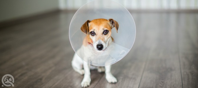 What is the name of the plastic cone around this dog’s neck?