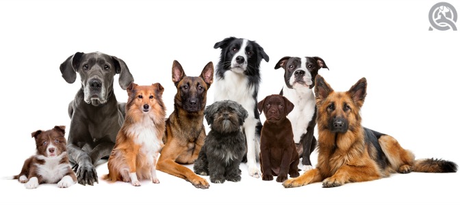 Dogs of what color are more prone to skin cancer?