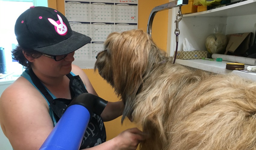 Nicki Hughes grooming a dog for her course