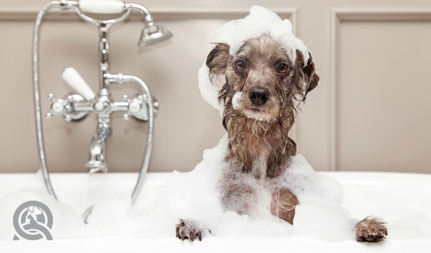 Dog in the bath