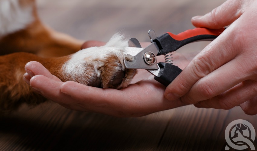 clipping dog toe nails