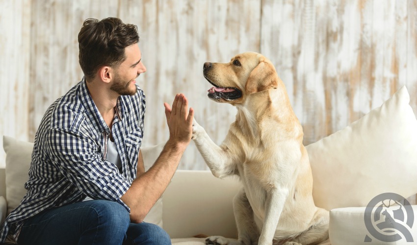 conversing with a dog until understanding