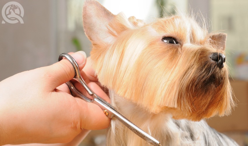 participate in dog grooming competitions