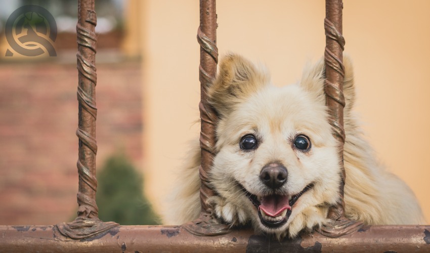 dog at fence