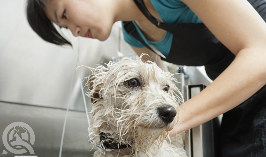 dog grooming employee