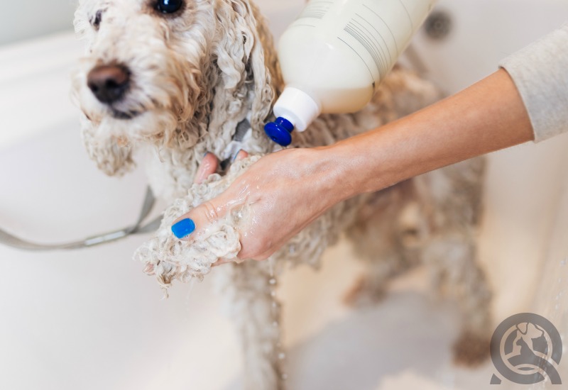 shampooing dog