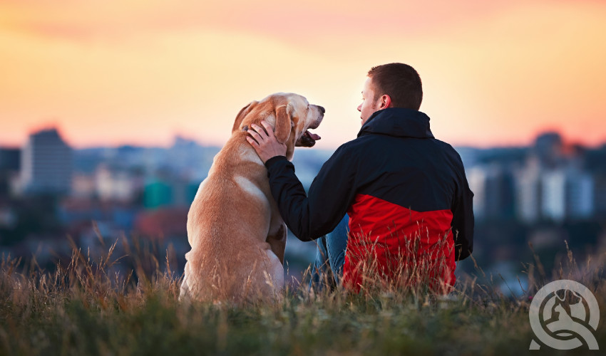 should owners take dog grooming class online