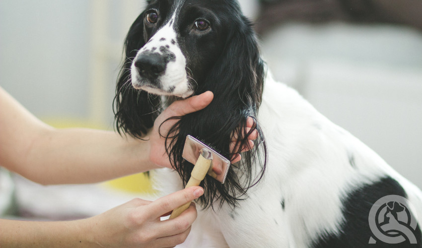 Patience as a dog groomer