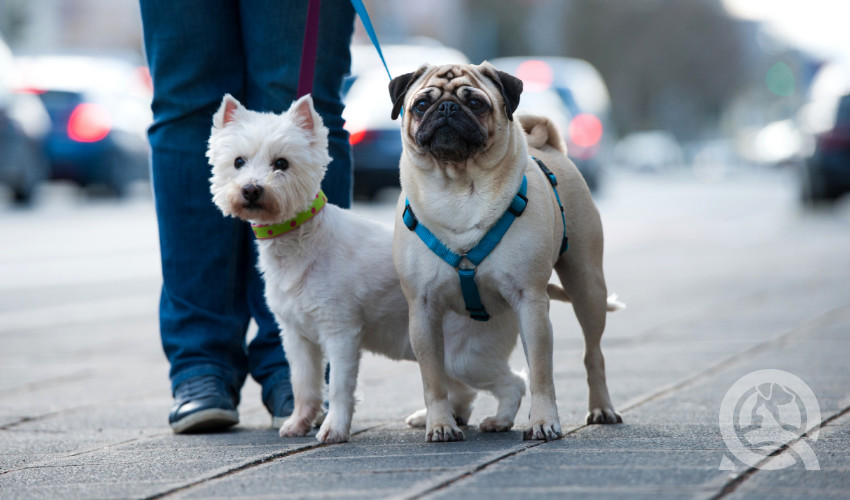 walking dogs during shady times to keep pet cool