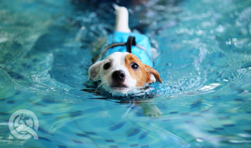 using water to keep your pet cool