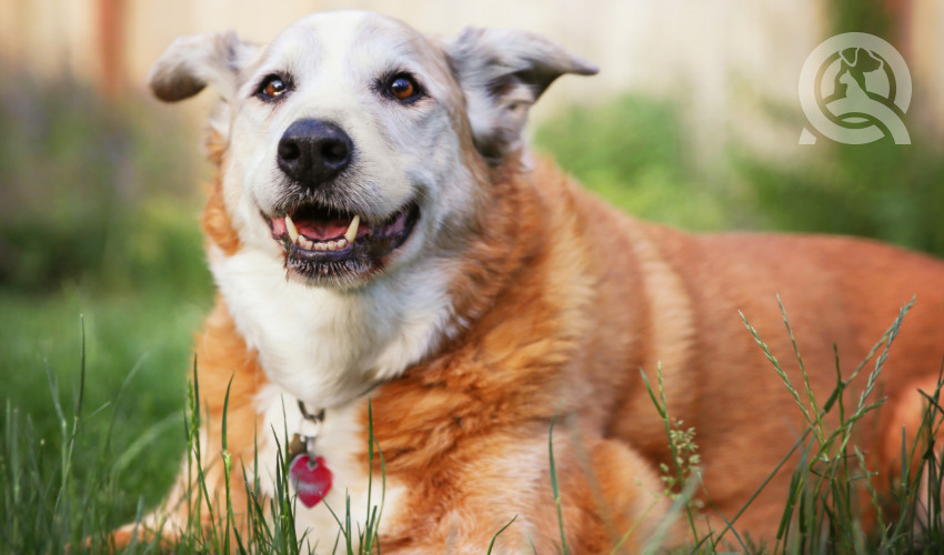 dog staying cool by lying on grass