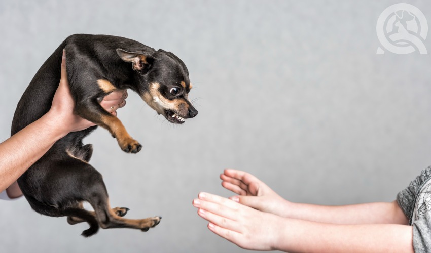 anxious dog