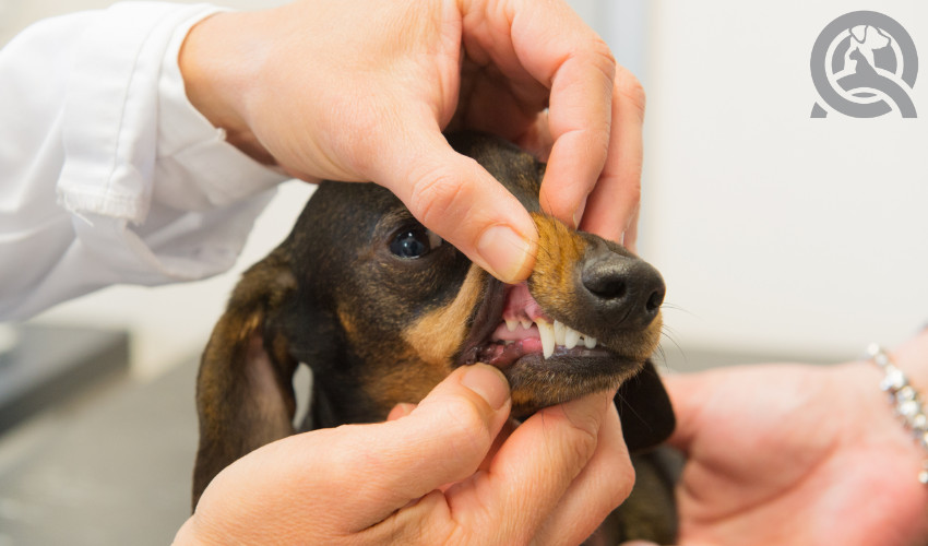 attention to detail when grooming a dog